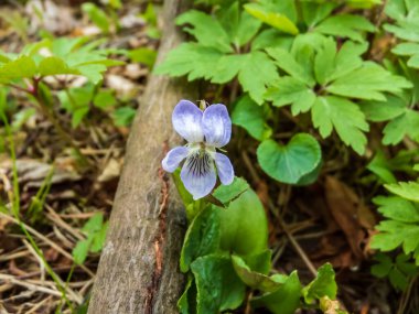 Yeşil yapraklarla çevrili tek sütlü ve menekşe rengi köpek menekşesi (Viola lactea)