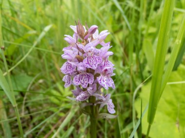 Yeşil bitkilerle çevrili beyaz ve mor benekli orkide (Dactylorhiza fuchsii).
