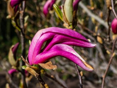 Küçük ağaç Mor Manolya (Magnolia liiflora), yaprak tomurcukları açılmadan önce, büyük pembe ile mor gösterişli çiçekler arasında bol bol çiçek açar.