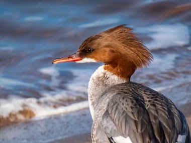 Goosander 'in dişisi (yaygın merganser) (Mergus merganser) nehir barajının beton kıyısında rüzgardaki ibiğiyle dalgalı suyla ayakta duruyor
