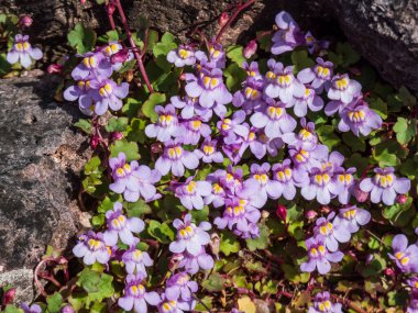 Kenilworth Sarmaşığı (Cymbalaria muralis) küçük bir dolgu bitkisi ile küçük leylak mavisi aslanağzı gibi çiçekler arasında büyümek için. Tüm yaz boyunca çiçek açar.