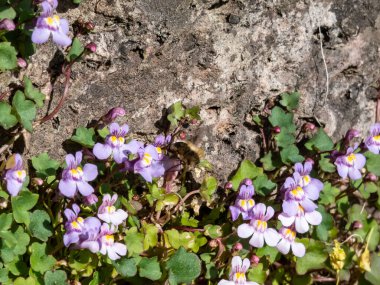 Kenilworth Sarmaşığı (Cymbalaria muralis), büyük arı sineği (Bombylius major) ile küçük leylak mavisi aslanağzı gibi çiçekleri olan küçük bir dolgu fabrikası.)