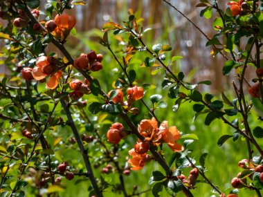 Yeşil yapraklarla çevrili çalıların üzerinde portakal ayva (cydonia) çiçekleri ve tomurcukları yakın plan makro çekim