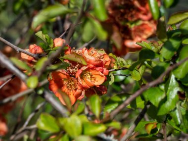 Yeşil yapraklarla çevrili çalıların üzerinde portakal ayva (cydonia) çiçekleri ve tomurcukları yakın plan makro çekim