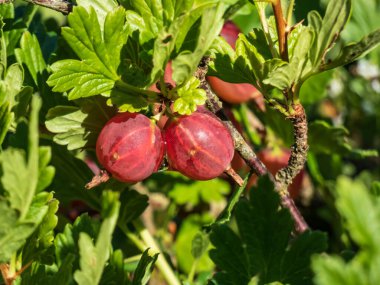 Kırmızı, olgun bektaşi üzümleri (Ribes uva-crispa), güneşli yaz gününde yeşil yapraklarla çevrili bir dalda yetişir.