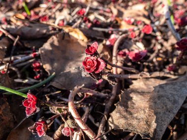 Evergreen Kafkas taşı 