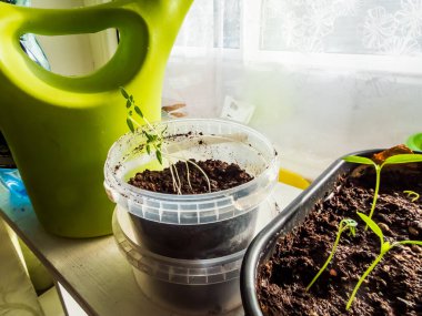 Pencere kenarında parlak güneş ışığında büyüyen saksılarda yetişen ev yapımı küçük biber tohumları. Bahçecilik konsepti. Tohumlardan büyüyen yiyecekler