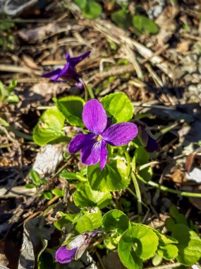İlkbahar müjdecileri - koyu mor çiçekler tatlı menekşe veya ahşap menekşe (Viola odorata) ormanın kenarında yeşil ve kuru yapraklar arasındaki açıklıkta