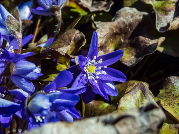 İlk bahar mor çiçekleri - Hepatica (hepatica, karaciğer yaprağı, karaciğer otu) parlak güneş ışığında kuru yapraklarla çevrili