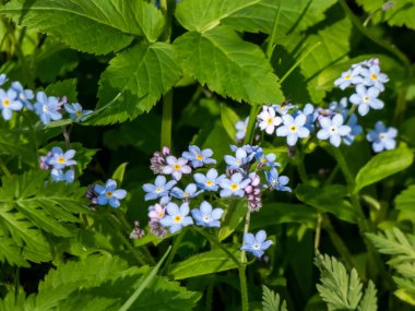 Gök mavisi ve mor bahar çiçekleri - ahşap unutma beni çiçekleri (Myosotis sylvatica). Çiçek anlamı - gerçek ve ölümsüz aşk, hatıra, sadakat ve sadakat