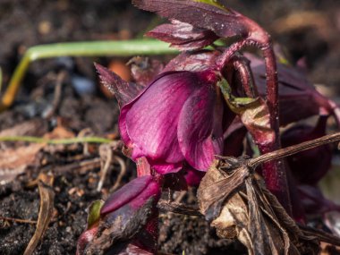 İlkbaharın başlarında, karlar erimeye başlar başlamaz yerdeki kuru yapraklardan yükselen mor çınar kuşu (helleborus purpurpurascens).