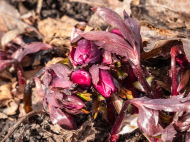 İlkbaharın başlarında, karlar erimeye başlar başlamaz yerdeki kuru yapraklardan yükselen mor çınar kuşu (helleborus purpurpurascens).