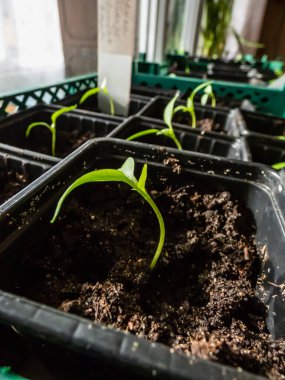 Pencere pervazında yetişen ev yapımı küçük biber bitkileri. Kapalı alanda bahçıvanlık ve fidanlar. Tohumlardan büyüyen yiyecekler