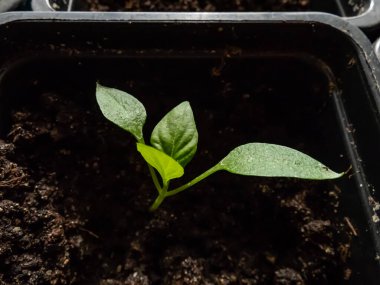 Pencere pervazında büyüyen küçük biber bitkisinin makro çekimi. Kapalı alanda bahçıvanlık ve fidanlar. Tohumlardan büyüyen yiyecekler