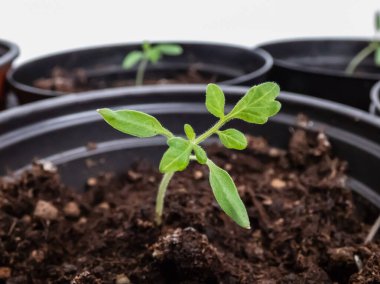 Pencere kenarındaki saksılarda yetişen küçük domates fidelerinin makro çekimi. Kapalı kaplarda sebze tohumu. Kapalı alanda bahçe işleri kavramı