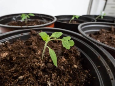Pencere kenarındaki saksılarda yetişen küçük domates fidelerinin makro çekimi. Kapalı kaplarda sebze tohumu. Kapalı alanda bahçe işleri kavramı