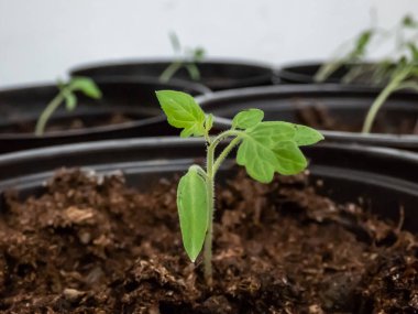 Pencere kenarındaki saksılarda yetişen küçük domates fidelerinin makro çekimi. Kapalı kaplarda sebze tohumu. Kapalı alanda bahçe işleri kavramı