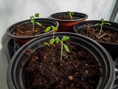 Pencere kenarındaki saksılarda yetişen küçük domates fidelerinin makro çekimi. Kapalı kaplarda sebze tohumu. Kapalı alanda bahçe işleri kavramı