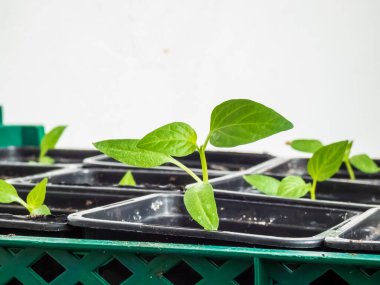 Pencere pervazında büyüyen küçük biber bitkisinin makro çekimi. Kapalı alanda bahçıvanlık ve fidanlar. Tohumlardan büyüyen yiyecekler