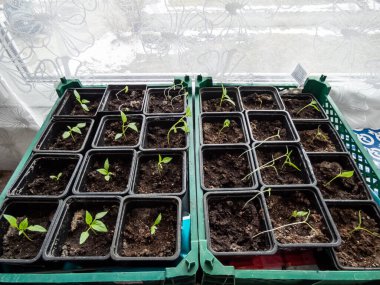 Pencere pervazında yetişen ev yapımı küçük biber bitkileri. Kapalı alanda bahçıvanlık ve fidanlar. Tohumlardan büyüyen yiyecekler