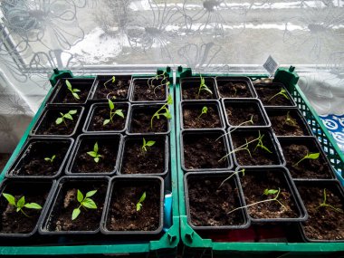 Pencere pervazında yetişen ev yapımı küçük biber bitkileri. Kapalı alanda bahçıvanlık ve fidanlar. Tohumlardan büyüyen yiyecekler