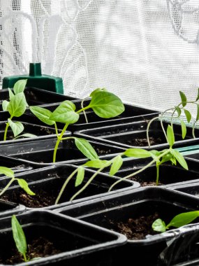 Pencere pervazında yetişen ev yapımı küçük biber bitkileri. Kapalı alanda bahçıvanlık ve fidanlar. Tohumlardan büyüyen yiyecekler