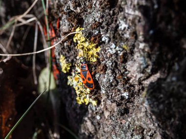 Baharın başlarında, kışın kabuğunda tek bir yetişkin kırmızı ve siyah kundakçının (Pyrrhocoris apterus) yakın plan çekimi.