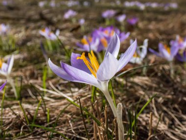 Mor ve beyaz bahar crocus (Crocus vernus) 'un güzel makro görüntüsü parlak güneş ışığında çiçek açar ve ilkbaharın başlarında görünen turuncu polenler