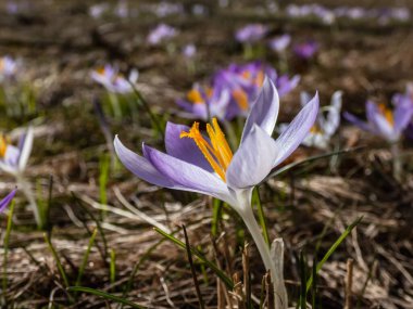 Mor ve beyaz bahar crocus (Crocus vernus) 'un güzel makro görüntüsü parlak güneş ışığında çiçek açar ve ilkbaharın başlarında görünen turuncu polenler