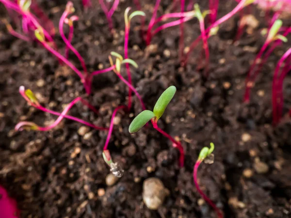Küçük pancar (Beta vulgaris) iğnesi pencere pervazında saksıda yetişen tohumlar. Kapalı alanda bahçıvanlık ve fidanlar.