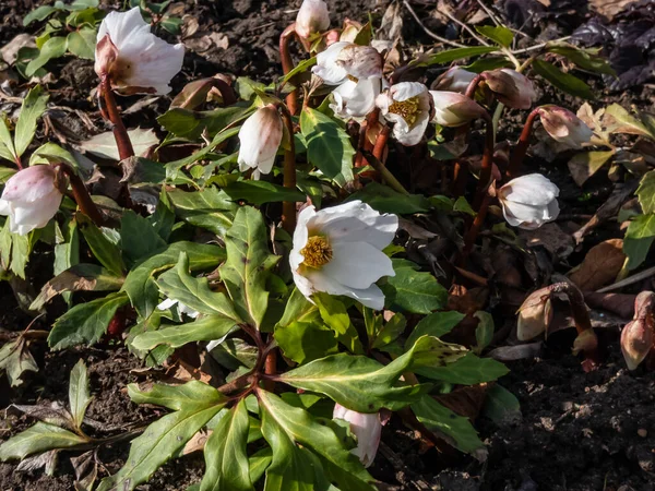 White flower Christmas rose or black hellebore (helleborus niger) in early spring as soon as snow melts emerging from dry leaves on sunny day