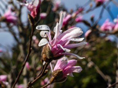 Narin pembe yıldız şekilli çiçekler ve çiçek açan yıldız manolyasının tomurcukları - Magnolia stellata ilkbaharın başlarında parlak güneş ışığında