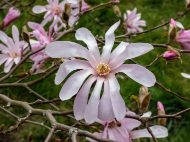 Narin pembe yıldız şekilli çiçekler ve çiçek açan yıldız manolyasının tomurcukları - Magnolia stellata ilkbaharın başlarında parlak güneş ışığında