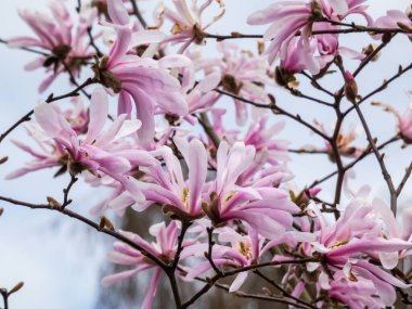 Narin pembe yıldız şekilli çiçekler ve çiçek açan yıldız manolyasının tomurcukları - Magnolia stellata ilkbaharın başlarında, parlak güneş ışığında. Pembe çiçek arkaplanı