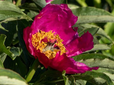 Cüce şakayığı (peeonia rezilliği). Parlak morumsu kırmızı taç yaprakları baharın ortasında ortaya çıkar ve sarı bir erik demetinin etrafını sarar.