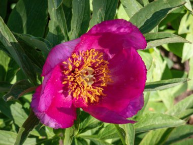 Cüce şakayığı (peeonia rezilliği). Parlak morumsu kırmızı taç yaprakları baharın ortasında ortaya çıkar ve sarı bir erik demetinin etrafını sarar.