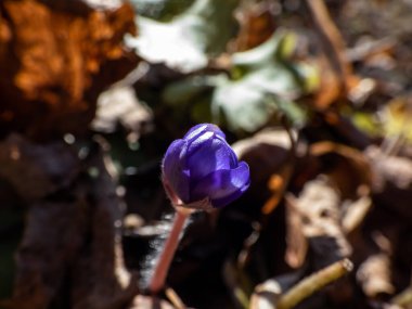İlkbaharın ilk kır çiçeklerinin yakın çekimleri. Büyük mavi hepatika (Hepatica transsilvanica). Kahverengi kuru yapraklar ve güzel sıcak aydınlatma.