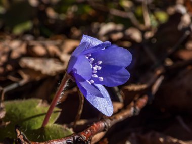 İlkbaharın ilk kır çiçeklerinin yakın çekimleri. Büyük mavi hepatika (Hepatica transsilvanica). Kahverengi kuru yapraklar ve güzel sıcak aydınlatma.