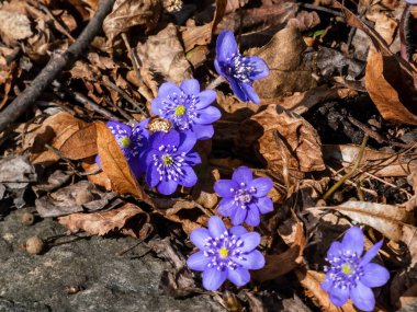 Amerikan Karaciğeri 'nin (Anemone hepatikası) güneş ışığında kahverengi kuru yapraklarla çekilmiş ilk yaban çiçeğinin yakın çekimi. Tek pembe ve mor çiçek