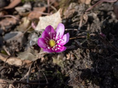 Amerikan Karaciğeri 'nin (Anemone hepatikası) güneş ışığında kahverengi kuru yapraklarla çekilmiş ilk yaban çiçeğinin yakın çekimi. Tek pembe çiçek