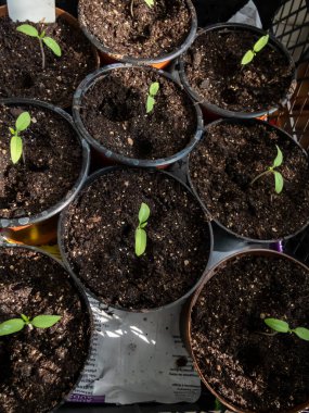 Pencere kenarındaki plastik kapta yetişen küçük domates tohumları. Kapalı alanda bahçıvanlık ve fidanlar.
