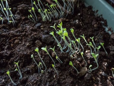 Pencere kenarında büyüyen küçük Çin lahanası (Brassica rapa) tohumları. Kapalı alanda bahçıvanlık, filizlenme ve sebze yetiştirme