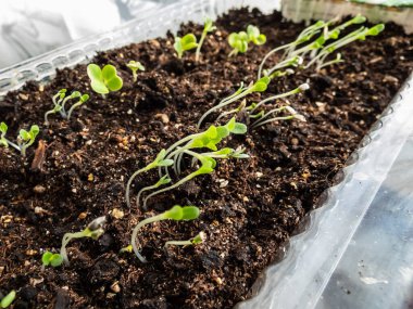 Pencere kenarındaki plastik kabın içinde yetişen küçük Çin lahanası (Brassica rapa) tohumları. Kapalı alanda bahçıvanlık, filizlenme ve sebze yetiştirme