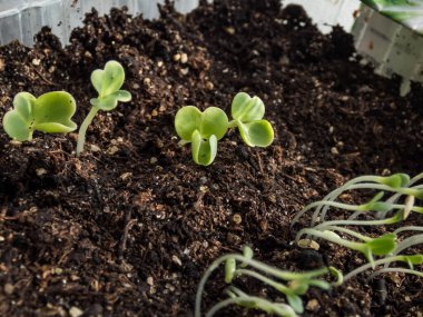 Pencere kenarındaki plastik kapta yetişen Çin lahanası (Brassica rapa) tohumları. Kapalı alanda bahçıvanlık, filizlenme ve sebze yetiştirme