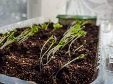 Pencere kenarındaki plastik kabın içindeki tohumlardan büyüyen küçük Çin lahana bitkisi (Brassica rapa) tohumları. Kapalı alanda bahçıvanlık, filizlenme ve sebze yetiştirme