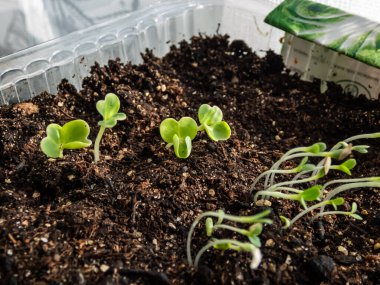 Pencere kenarındaki plastik kapta yetişen Çin lahanası (Brassica rapa) tohumları. Kapalı alanda bahçıvanlık, filizlenme ve sebze yetiştirme