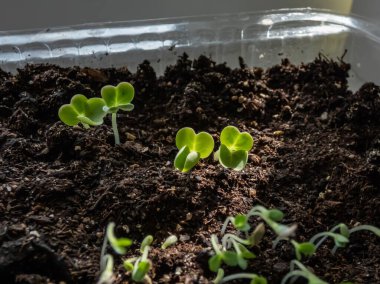 Pencere kenarındaki plastik kapta yetişen Çin lahanası (Brassica rapa) tohumları. Kapalı alanda bahçıvanlık, filizlenme ve sebze yetiştirme