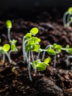 Pencere kenarındaki plastik kabın içindeki tohumlardan büyüyen yapraklı sebzeler. Kapalı alanda bahçıvanlık ve çimenlik