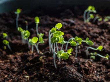 Pencere kenarındaki plastik kabın içindeki tohumlardan büyüyen yapraklı sebze fideleri. Kapalı alanda bahçıvanlık ve çimenlik