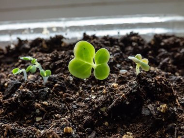 Pencere kenarındaki plastik kapta yetişen Çin lahanası (Brassica rapa) tohumları. Kapalı alanda bahçıvanlık, filizlenme ve sebze yetiştirme